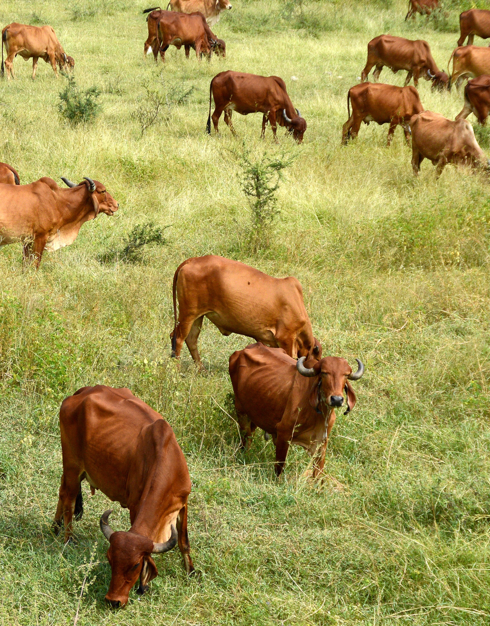 Faimly Farm Technologies Pvt. Ltd.