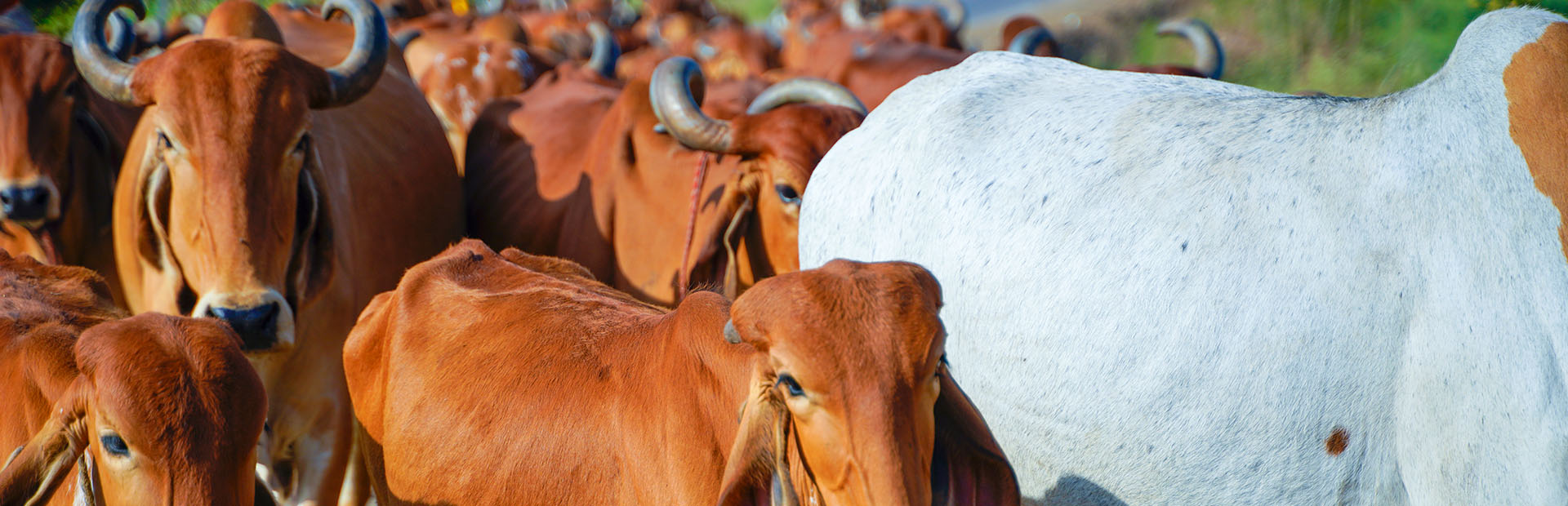 Faimly Farm Technologies Pvt. Ltd.