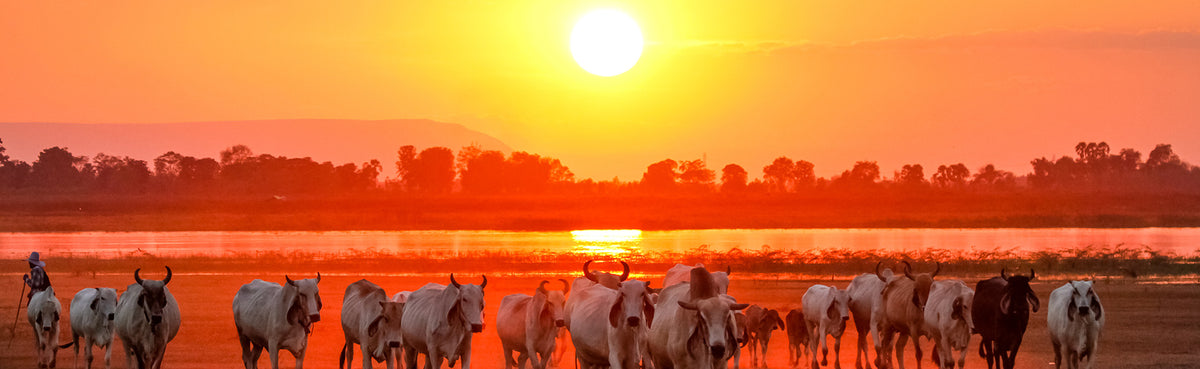 Faimly Farm 