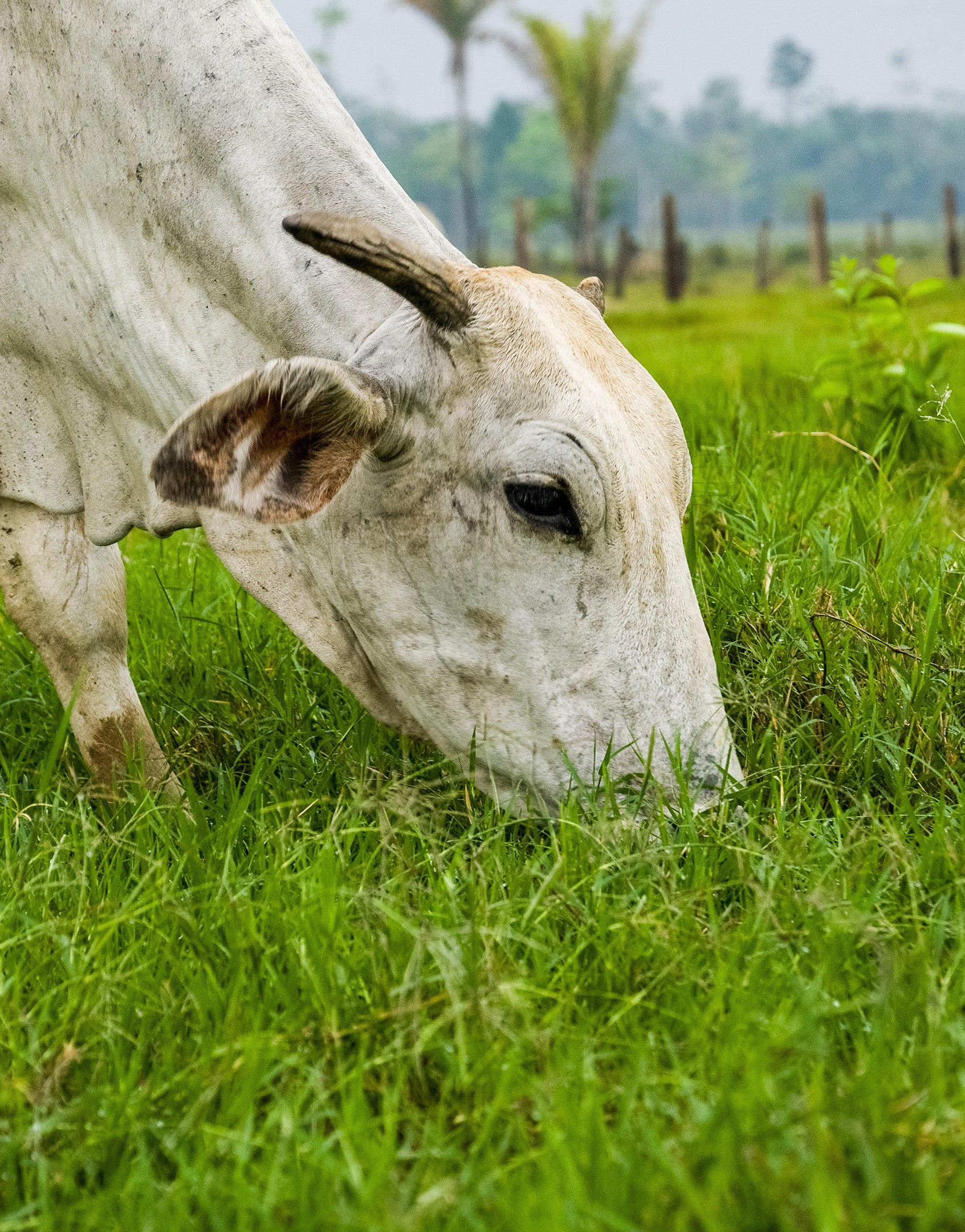 Faimly Farm Technologies Pvt. Ltd.