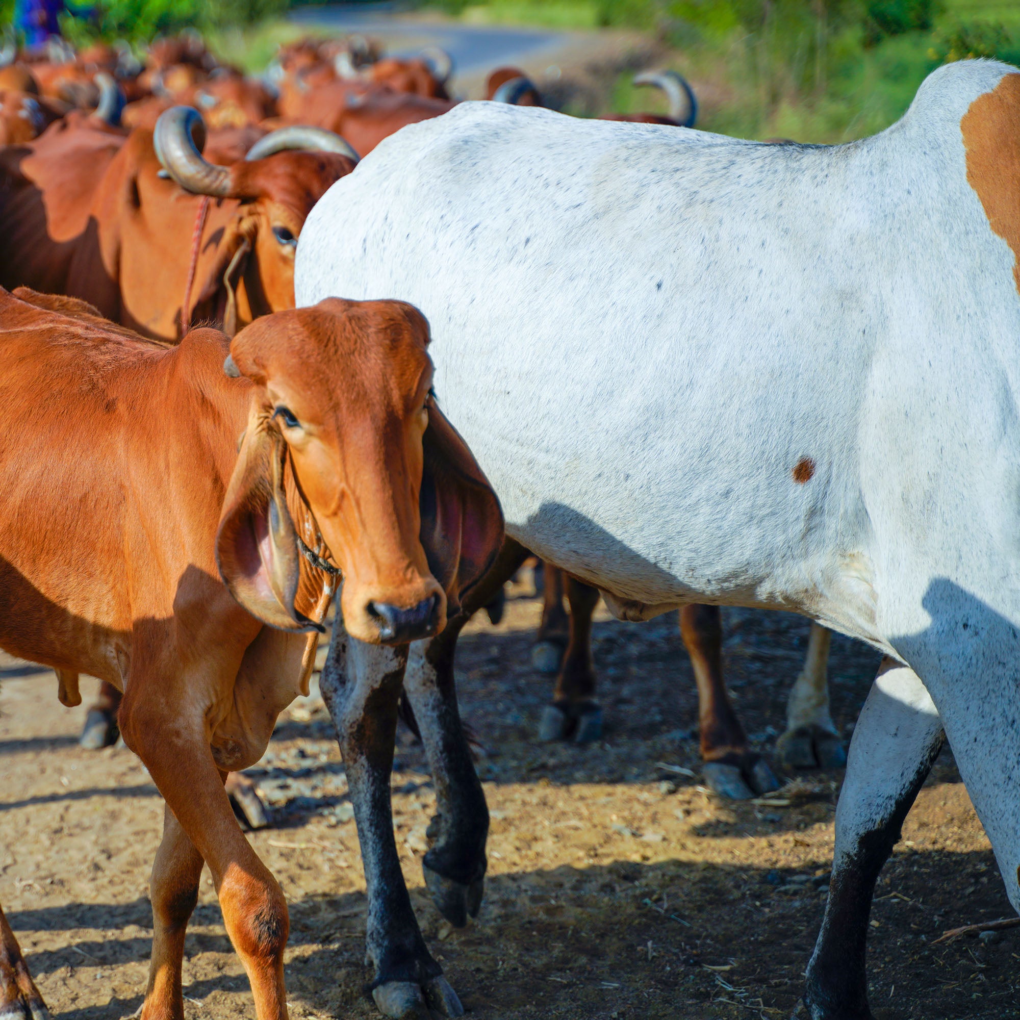 Faimly Farm Technologies Pvt. Ltd.