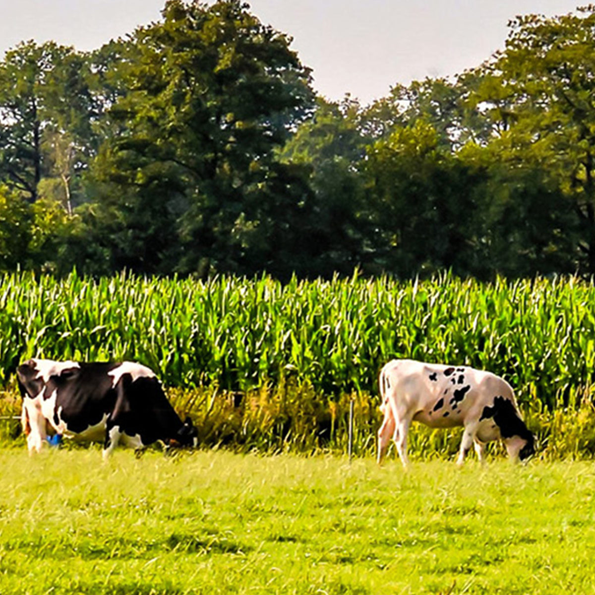 Faimly Farm 