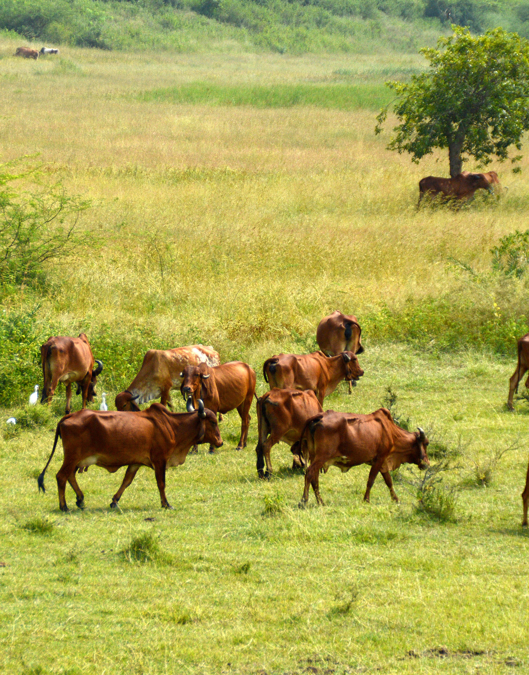 Faimly Farm Technologies Pvt. Ltd.