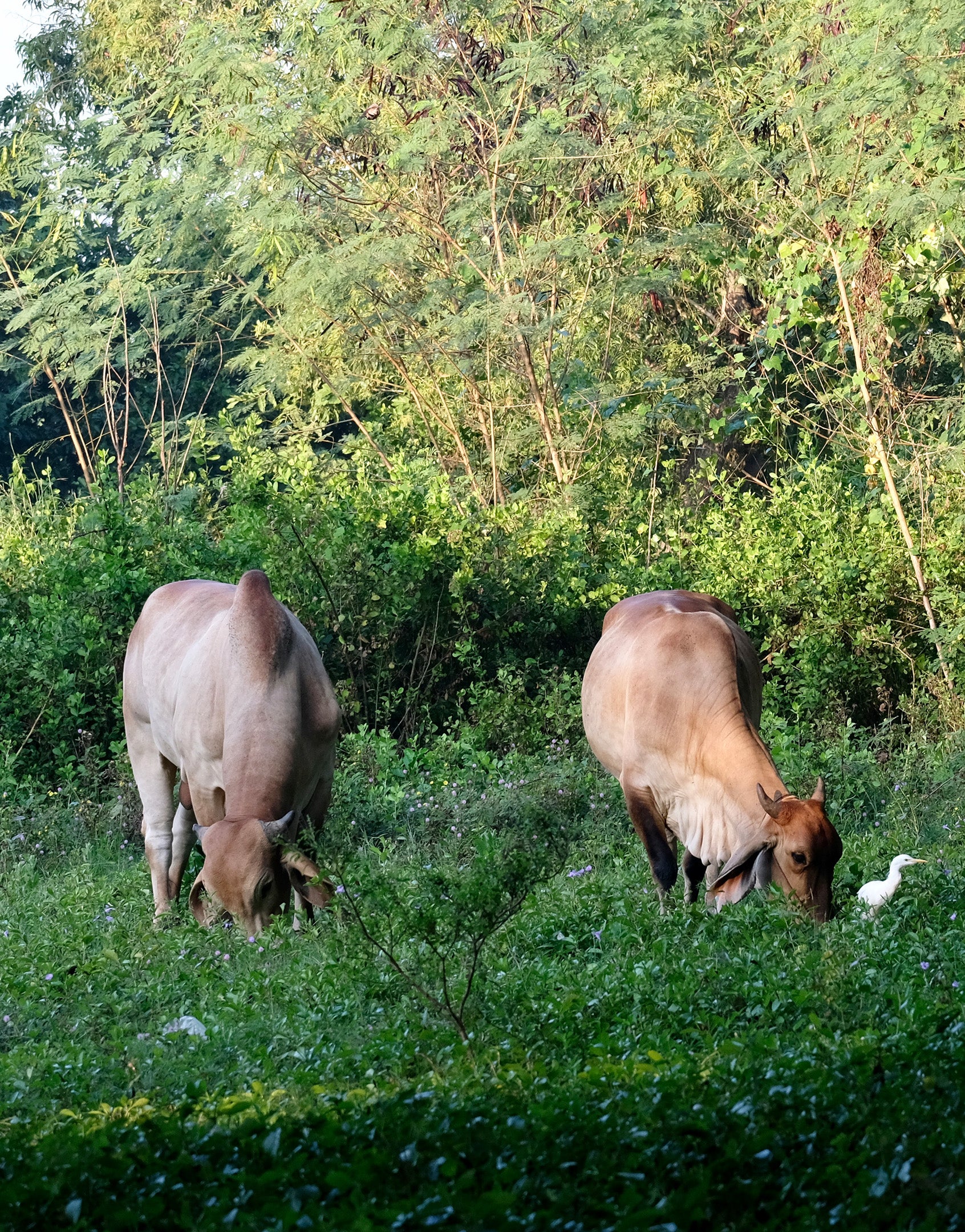 Faimly Farm Technologies Pvt. Ltd.