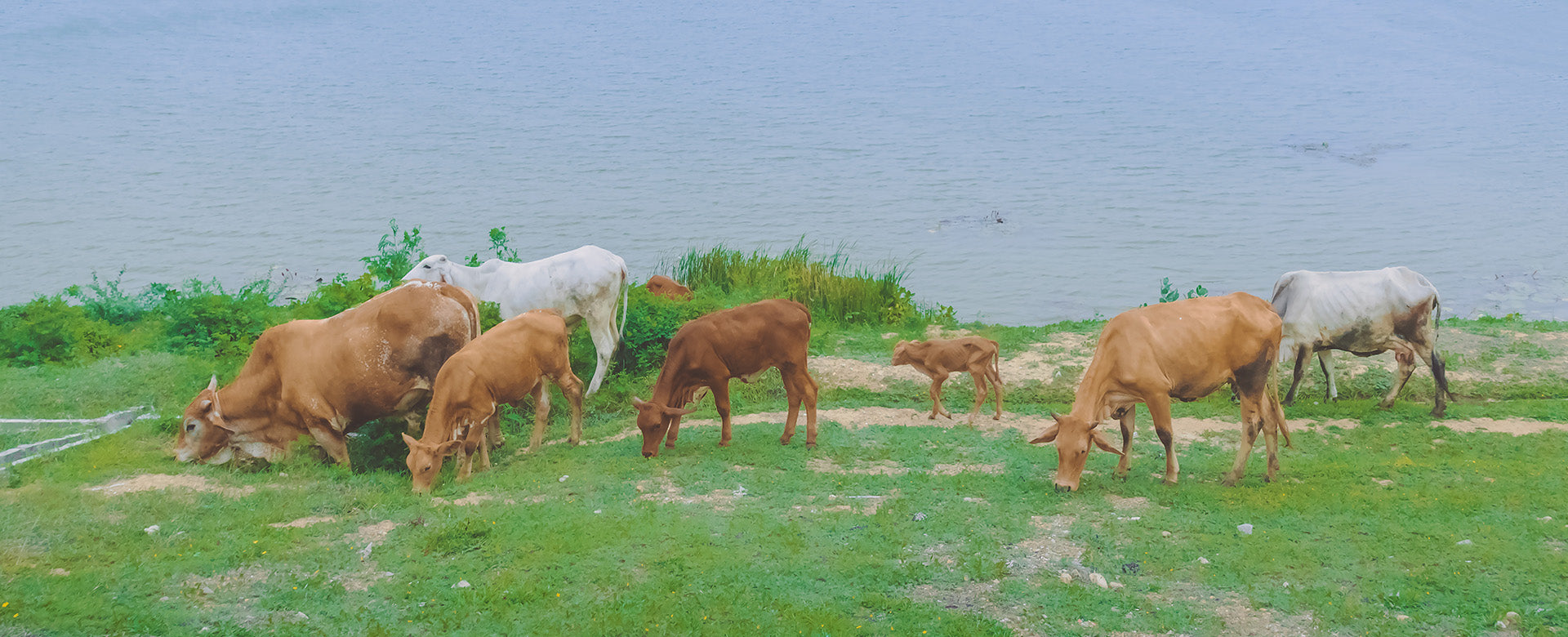 Faimly Farm Technologies Pvt. Ltd.