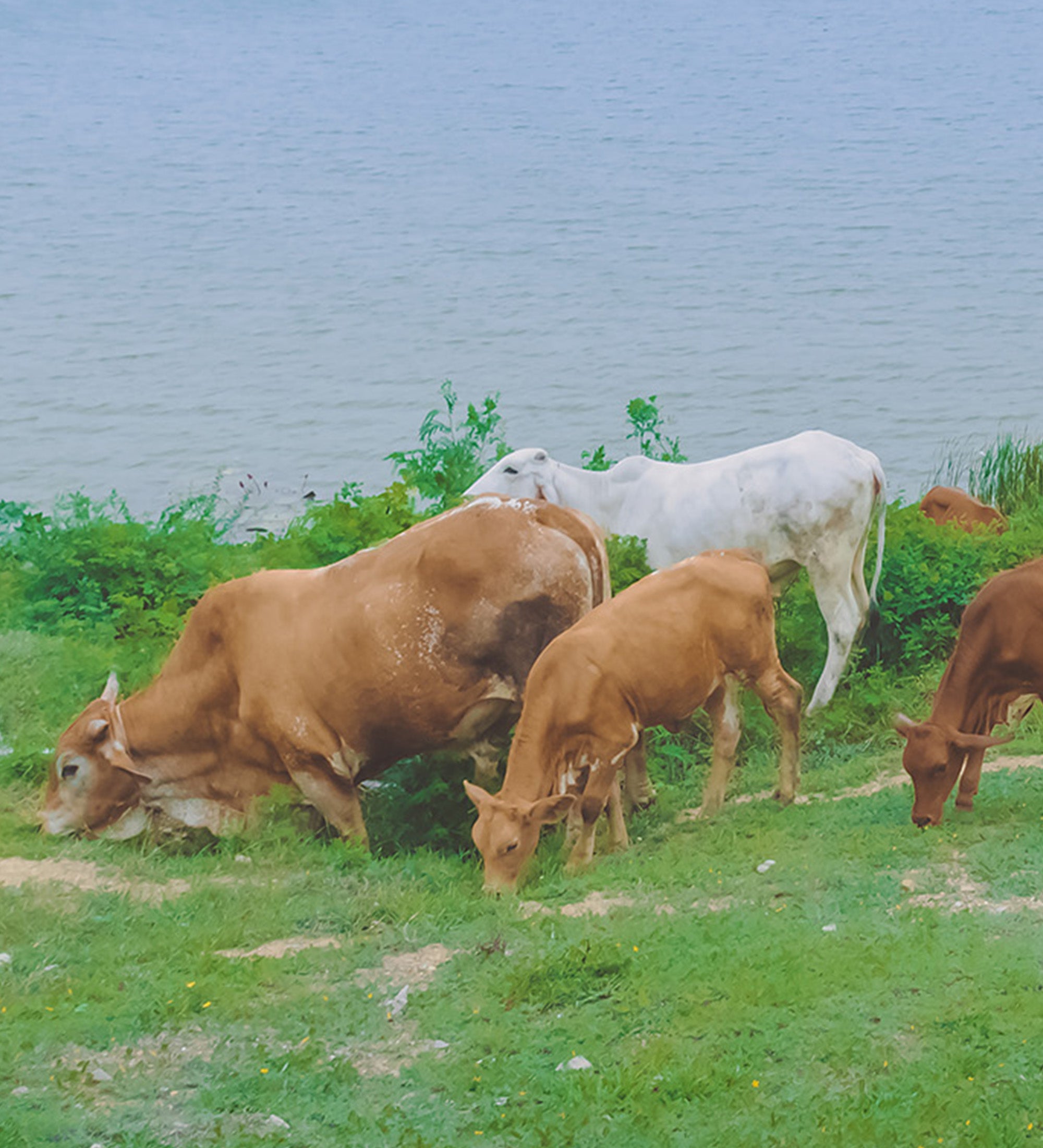 Faimly Farm Technologies Pvt. Ltd.